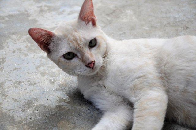 Duke - Domestic Short Hair Cat