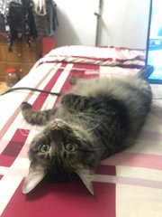 Belang - Domestic Medium Hair Cat