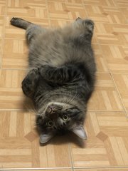 Belang - Domestic Medium Hair Cat