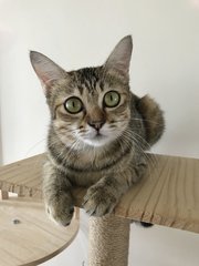 Jazzy (Now Moxie) - Domestic Short Hair Cat