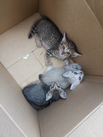 Tabby, Ash And Gray - Tabby Cat