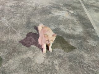 Unknown - Domestic Long Hair Cat