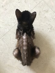 Khalon - Domestic Short Hair Cat