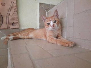Hiro &amp; Mochi - Domestic Short Hair Cat