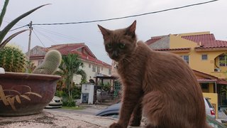 Lucky, Rizq &amp; No Name - Siamese + Domestic Long Hair Cat