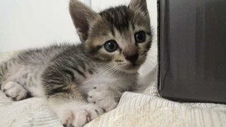 Miao - Domestic Short Hair Cat