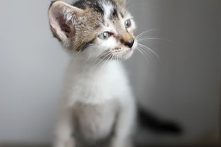 Mycroft - Domestic Short Hair + Tabby Cat