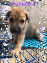 Puppiesss - Mixed Breed Dog