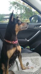 She is very well-behaved, sit properly in the car with no more disturb 