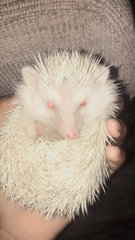 Milo Male Hedgehog - Hedgehog Small & Furry