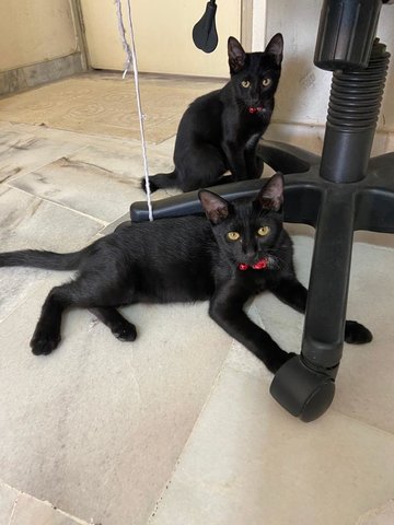 Pepper &amp; Smokey - Domestic Short Hair Cat