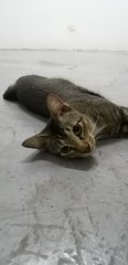 PF100974 - Domestic Short Hair Cat