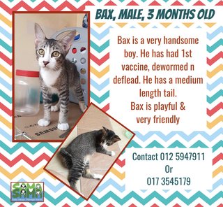 Jojo, Bax, Jane  Adopted - Domestic Short Hair Cat