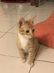 Kitty  - Domestic Short Hair Cat