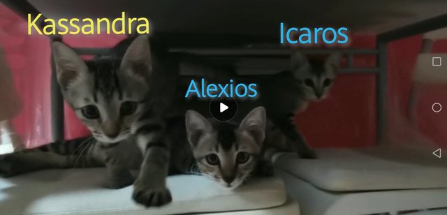 Icaros - Domestic Short Hair + Tabby Cat