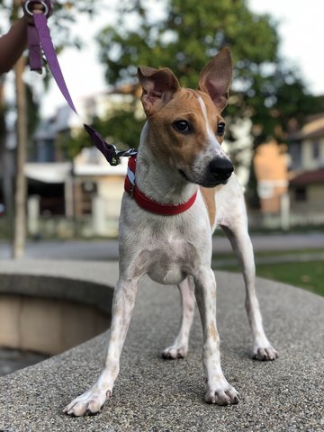 Candy - German Pinscher Dog