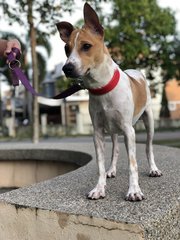 Candy - German Pinscher Dog