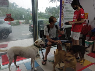 Ferary(Renamed: Tebom) - Miniature Pinscher Mix Dog