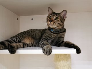 Handsome  - Domestic Short Hair Cat