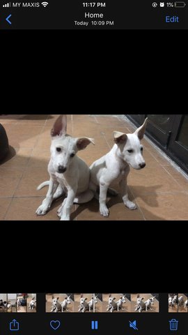 Snowy  - Mixed Breed Dog