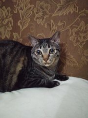   Tiggy - Tabby Cat