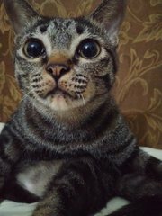   Tiggy - Tabby Cat