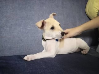 Latte - Mixed Breed Dog