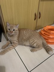 Nick - Domestic Short Hair Cat