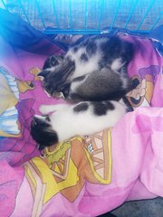 Kuro And 3 Kittens - Domestic Short Hair Cat