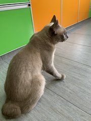 Mimi - Siamese + Domestic Short Hair Cat