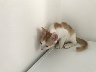 Bailey - Domestic Short Hair Cat