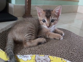 Nobi And Nini - Domestic Short Hair Cat