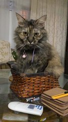 Honey (Missing) - Tortoiseshell + Persian Cat
