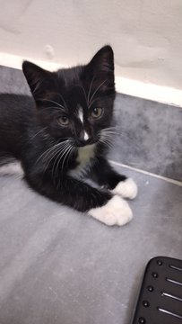 Tux Baby - Domestic Short Hair Cat