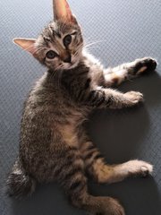 Josie - Domestic Short Hair Cat