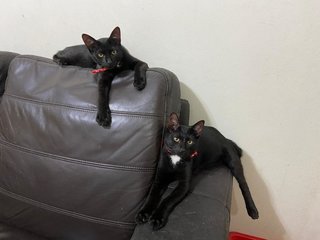 Smokey &amp; Pepper - Bombay Cat
