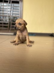 Puppy 3 - Mixed Breed Dog