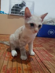 Casper - Domestic Short Hair Cat