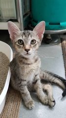 Lona - Domestic Short Hair Cat