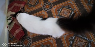 Natasha Romanov - Domestic Long Hair Cat