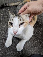 Misty - Domestic Short Hair Cat