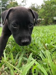 Dane - Black Labrador Retriever Dog