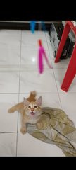 Pizza - Domestic Medium Hair Cat