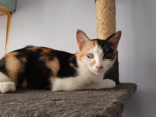 Mia - Domestic Short Hair Cat