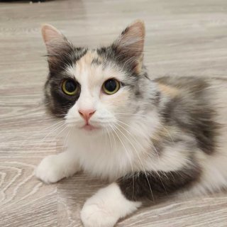 Marbles - Domestic Long Hair Cat