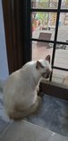 Siamese Persian  - Siamese + Persian Cat