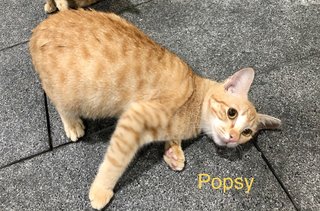 Popsy - Domestic Short Hair Cat