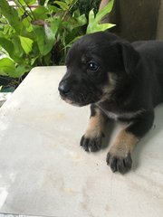 Puppy For Adoption - Mixed Breed Dog