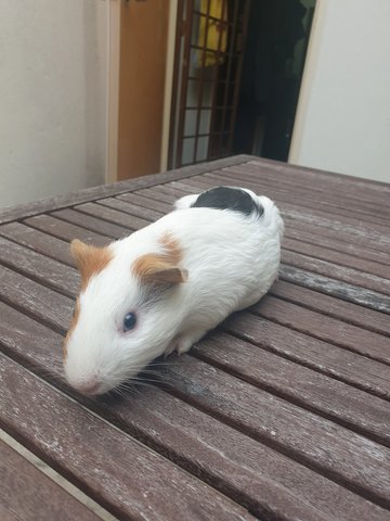 Button - Guinea Pig Small & Furry