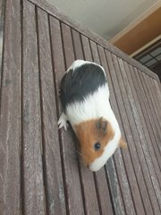 Button - Guinea Pig Small & Furry